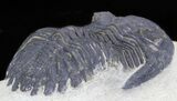 Bargain Hollardops Trilobite - Foum Zguid #32483-2